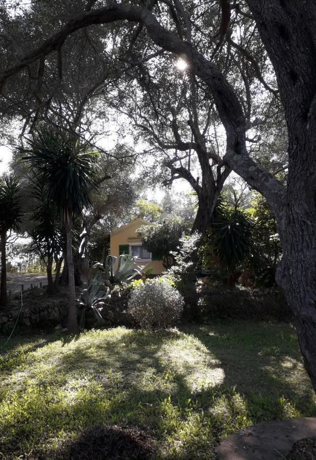 Ágios Ioánnis House In The Olive Garden 아파트 외부 사진