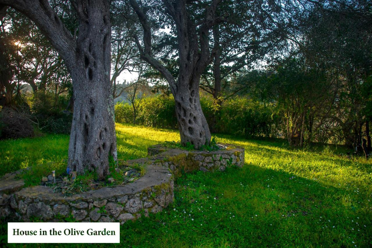 Ágios Ioánnis House In The Olive Garden 아파트 외부 사진